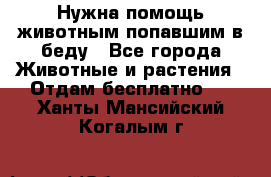 Нужна помощь животным попавшим в беду - Все города Животные и растения » Отдам бесплатно   . Ханты-Мансийский,Когалым г.